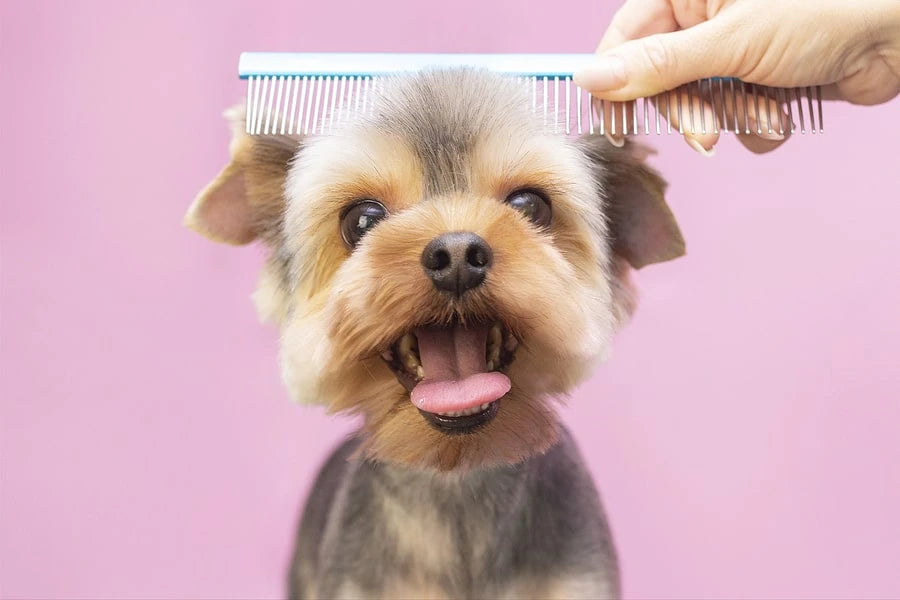 Dog Grooming Supplies