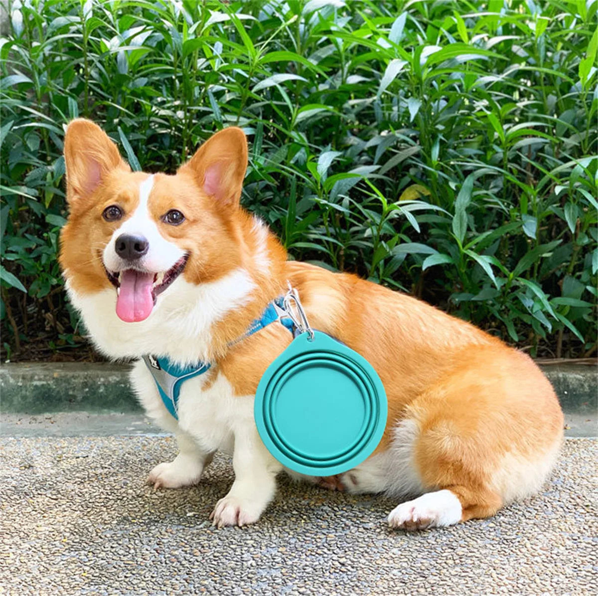 Collapsible Silicone Pet Bowl