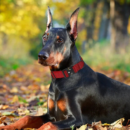 Large Adjustable K9 Dog Collar