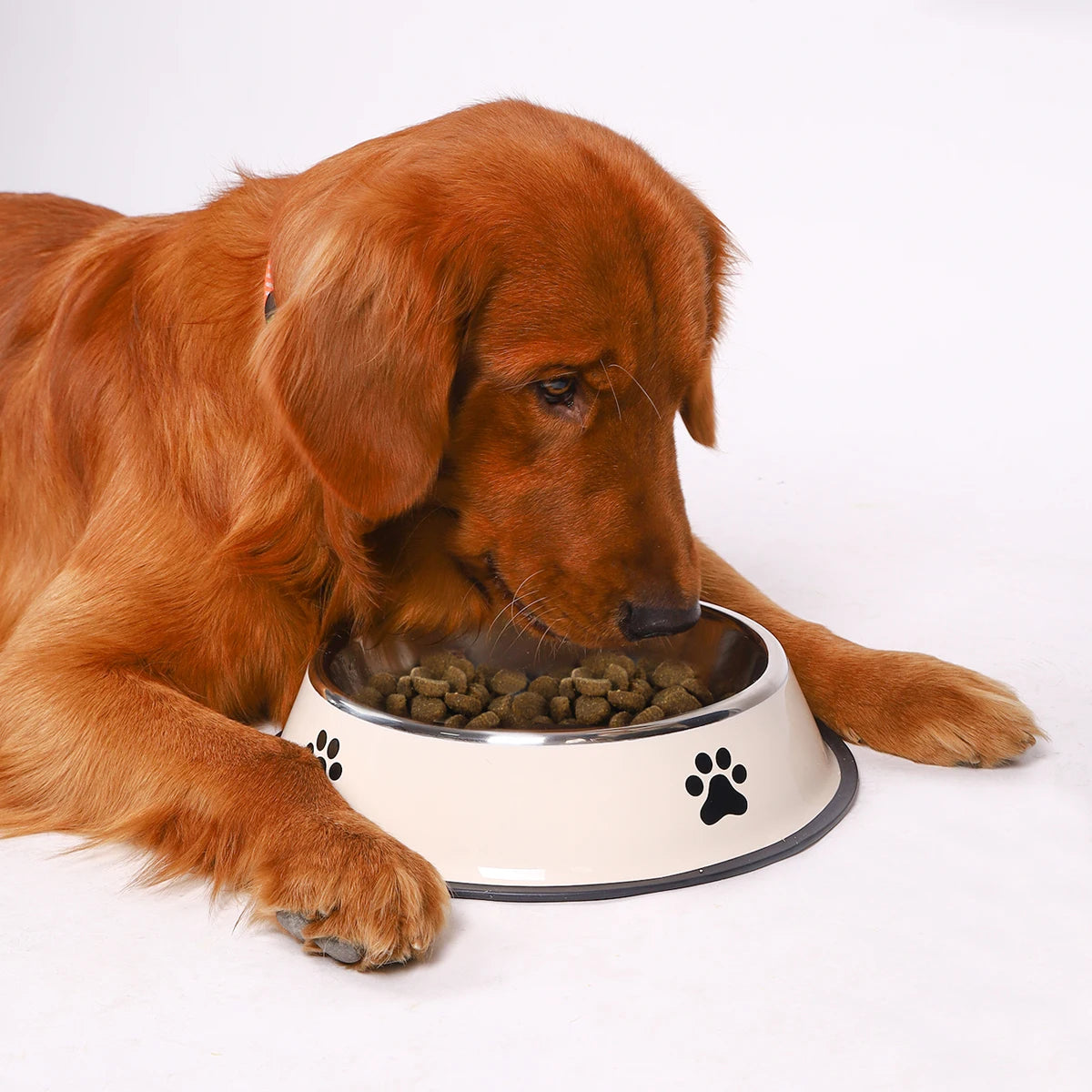 Paw Print Pet Bowl